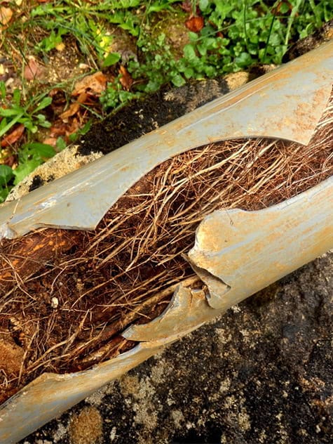 A damaged pipe with a large crack exposes roots that have infiltrated and filled the interior, indicating a severe blockage. If you're wondering what to do if your sewer line is clogged, this image highlights the severity of untreated issues. The pipe is set against a green grassy background with scattered leaves and dirt.