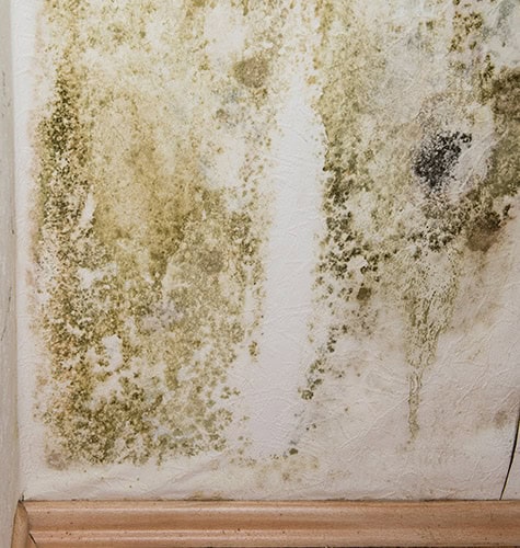 A close-up of a wall corner with extensive mold growth reveals shades of green and black, covering large areas of the surface. The wall shows signs of moisture damage, likely requiring emergency plumbers to address the underlying issues. A wooden baseboard stands at the bottom.