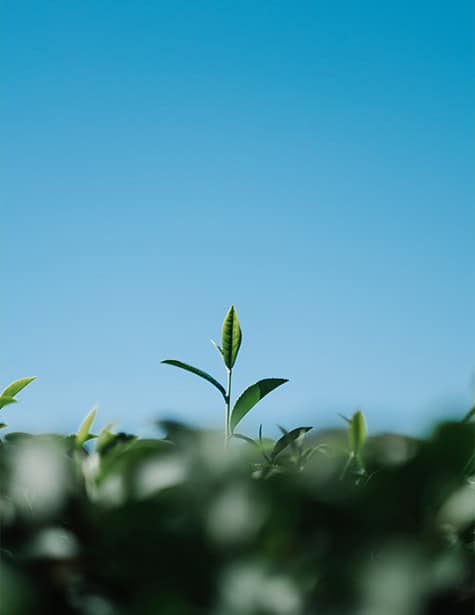 A close-up of a single green leaf plant sprouting upward, standing taller than surrounding blurred vegetation, set against a clear blue sky background, evokes the harmony and sustainability associated with green plumbing.